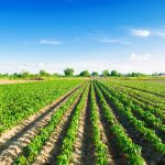les-plantations-du-poivre-se-développent-dans-le-domaine-rangées-végétales-agriculture-paysage-avec-la-terre-agricole-124752792